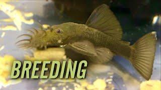 Shortfin Green Dragon Bristlenose Pleco Breeding