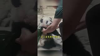 #熊猫宝宝#妹猪哪暖心宝宝 为了姨姨们拍照 拼了，外公也是 道具都备好了