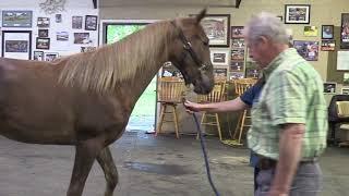 UNJUST ENFORCEMENT OF THE HORSE PROTECTION ACT BY THE USDA