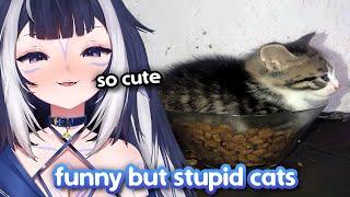 Shylily Reacts to Funny Cats with Single Braincell