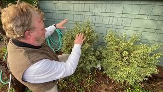 How to Prune Boxwood Trees - Seattle Arborist Chip Kennaugh