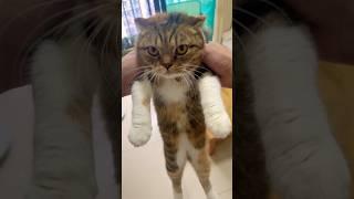 Does the kitten like to be held like this? #cute #cat