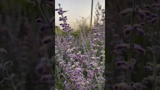 Flowers of Cyprus | Цветы Кипра, сможете написать названия? #aesthetic #cyprus #ambient #beauty