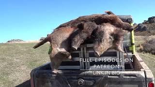 pig hunting 2023 nz