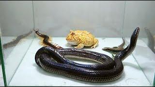 Horned Frog Black Snake Giant Centipede Lizard Scorpion Gecko