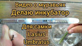 Делаю инкубатор для самки муравьёв Lasius umbratus. Как подселить рабочего муравья к самке.