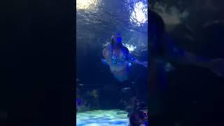 Virginia Aquarium Mermaid event