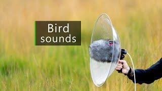 Wildlife and nature sounds recorded with Telinga parabolic reflector