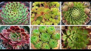 28 Types of Popular Sempervivum Pictorial Guide