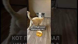 КОТ ПРЕДСКАЗАЛ ЧЕМПИОНСТВО? Зенит или Краснодар ? #зенит  #краснодар  #чемпионы #матчтв @MatchTV