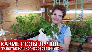 КАКИЕ РОЗЫ ЛУЧШЕ - привитые или корнесобственные?