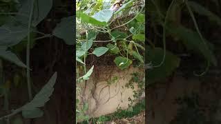 Tomatoes in No Dig Garden #nodig #gardening #permaculture