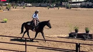 Wally -Ranch Trail - GNG Summer Show July 11, 2020