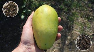 How to grow papaya from seed