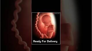 Baby's Development in Uterus Day By Day | Child Development