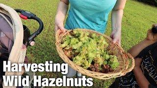 Harvesting Wild Hazelnuts (Ep. 32)