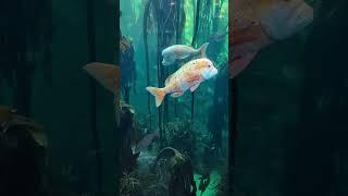 Angry Fish #shorts #viral #trending