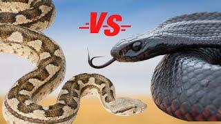 VIPER vs. BLACK MAMBA: A Snake Battle in the Serengeti