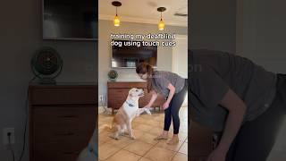 Here are some of Aston’s most basic tricks. (Filmed 6/7/2022) #DeafBlindDog #TouchTraining #TrickDog