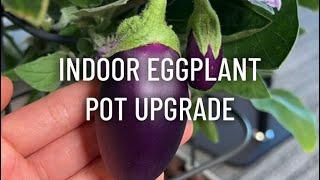 Indoor Eggplant Pot Upgrade