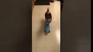 Dog Wearing T-Shirt Smartly Uses Paws to Skateboard on Floor - 1101420