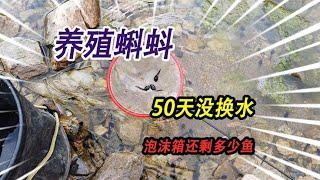 50多天有换水的泡沫箱里，还能剩下几条鱼？蝌蚪养大之后会变什么【野王大坤】