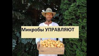 СВЯЗЬ ПИТАНИЯ с ПАРАЗИТАМИ/ ОГРАНИЧЕННЫЙ УМ/  РАБСКОЕ МИРОВОЗРЕНИЕ