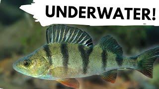 Chalk streams and an Abandoned Lake! UK Wildlife Underwater