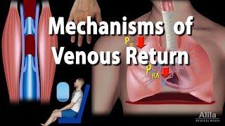 Mechanisms of Venous Return, Animation