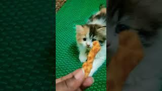 Enku konjam kurukure kudu#cat #catlover #kitten#persiancat #love #shorts #ytshorts #kurkure #food