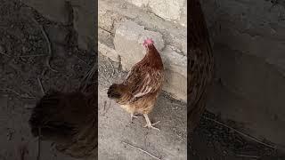 Funny hen #happyduck #funny #waddle #duck #cute #birds #awesomeduck #animals #littleduck #animalsong