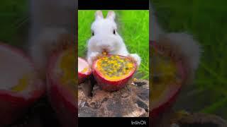 RARE Rabbit  i #nature #relaxing #relaxingmusic #rabbit #music #meditationmusic