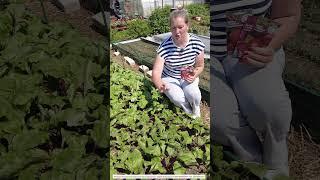 КОГДА ПРОРЕЖИВАТЬ СВЕКЛУ, УКРУПНЯЕМ  #огород #дача #свекла