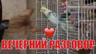 Кошка Ариша и попугай Аркаша вечерний разговор Arisha the cat and Arkasha the parrot