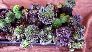 Sempervivum HEAVEN! Look What I Bought Today :)