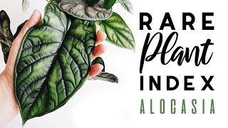 Rare Plant Index #2 | Alocasia | Uncommon to Extremely Rare Plants!