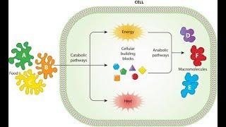 Metabolism: Anabolism and Catabolism