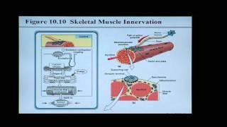 Anatomy and Physiology Help: Chapter 10 Muscle Tissue