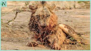 Most Injured Lion after Battle and What Happens Next in Nature - Animal Documentary - Natures Best