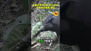 숲에서 멧돼지를 만난 여성, 뜻밖의 선물을 받다 #야생동물 #자연의기적