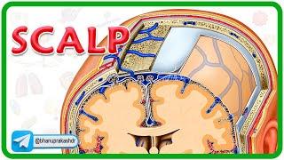 Scalp Anatomy Animation : Head and Neck Anatomy Animations