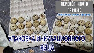 УПАКОВКА ИНКУБАЦИОННОГО ЯЙЦА