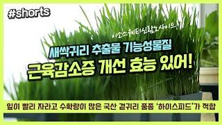 #농진청shorts 국산 새싹귀리, 근육감소증 개선에 효과~╰(*°▽°*)╯
