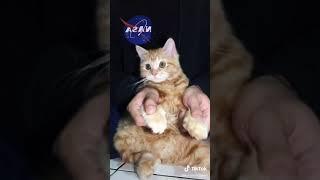 TIKTOK KUCING LUCU IMUT NGEGEMESIN