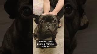 French Bulldog Cute Videos To Watch