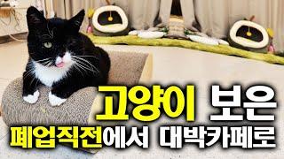 고양이의 보은으로 폐업직전에서 대박난 카페이야기