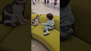 Street cats adopted by stores in shopping malls in Istanbul.