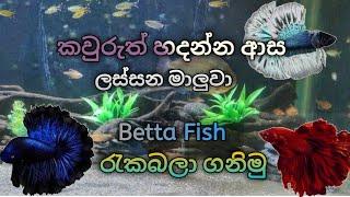 Betta Fish Care in Sinhala