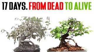 How to Save a Dying Bonsai in TWO WEEKS