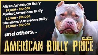 Exploring the 2023 American Bully Prices: How Much Does the Perfect Companion Cost?